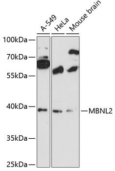 MBNL2 antibody