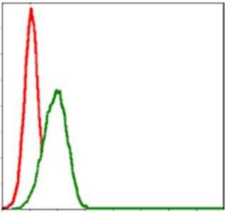 MBP Antibody