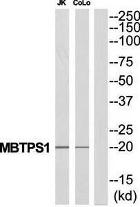MBTPS1 antibody