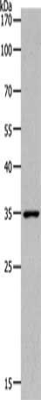 MC2R antibody