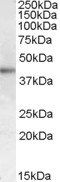 Goat anti-MC2R / ACTHR Antibody