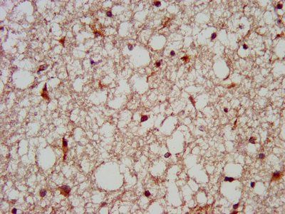 MC3R Antibody