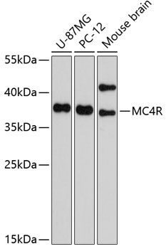 MC4R antibody