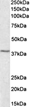 Goat anti-MC4R Antibody
