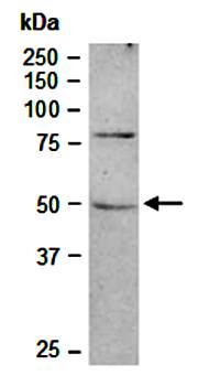 MC4R (N2) Antibody, Rabbit Polyclonal