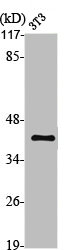 MC5R Antibody
