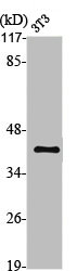 MC5R antibody