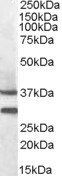 Goat anti-MC5R Antibody