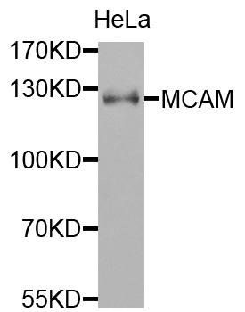 MCAM antibody