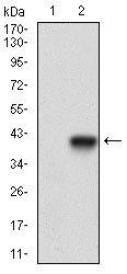 MCAM Antibody