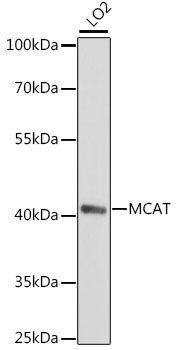 MCAT antibody