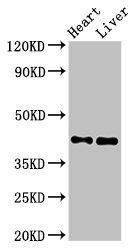 MCAT antibody