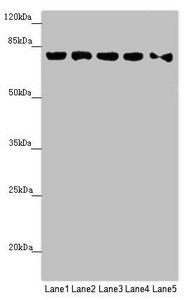 MCCC1 antibody