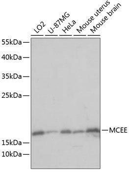 MCEE antibody