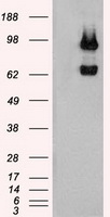 MCF2 Antibody