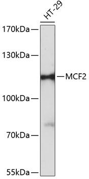 MCF2 antibody