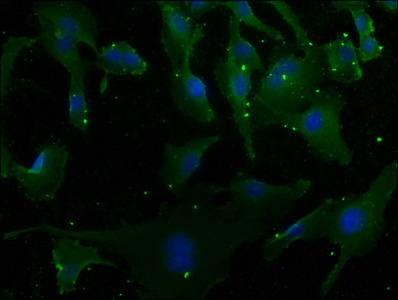 MCF2 antibody