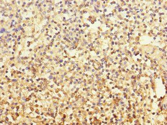 MCF2L antibody