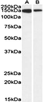 Goat anti-MCF2L Antibody