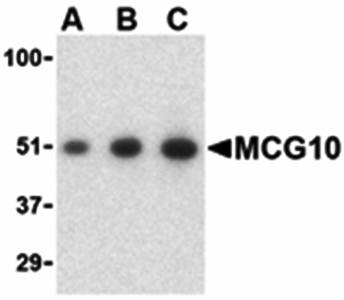 MCG10 Antibody