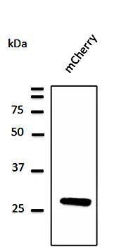 mCherry antibody