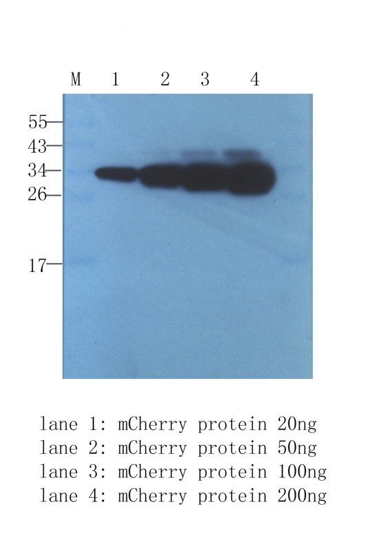 mCherry antibody