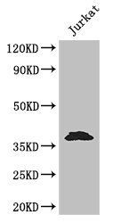 MCL1 antibody