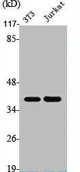 MCL1 Antibody
