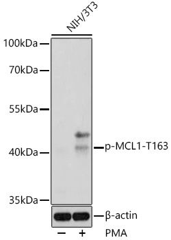 MCL1 (Phospho-T163) antibody