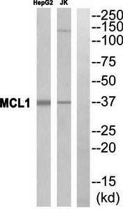 MCL1 Antibody