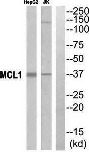 MCL1 antibody