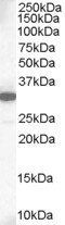 Goat anti-MCL1 Antibody