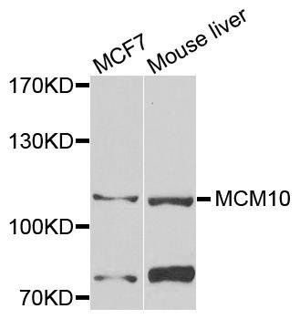 MCM10 antibody