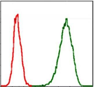 MCM2 Antibody