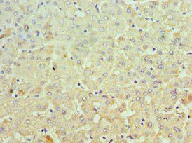 MCM3 Antibody