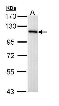 MCM3 Rabbit Polyclonal Antibody