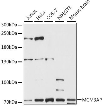MCM3AP antibody