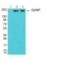 MCM3AP antibody