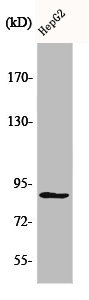 MCM5 Antibody