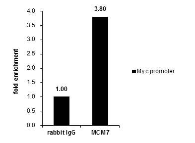 MCM7 antibody