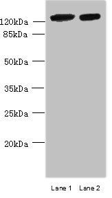 MCM9 antibody