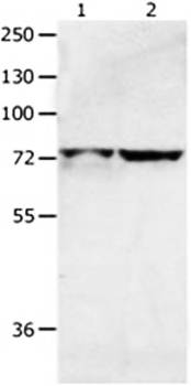 MCMBP Antibody