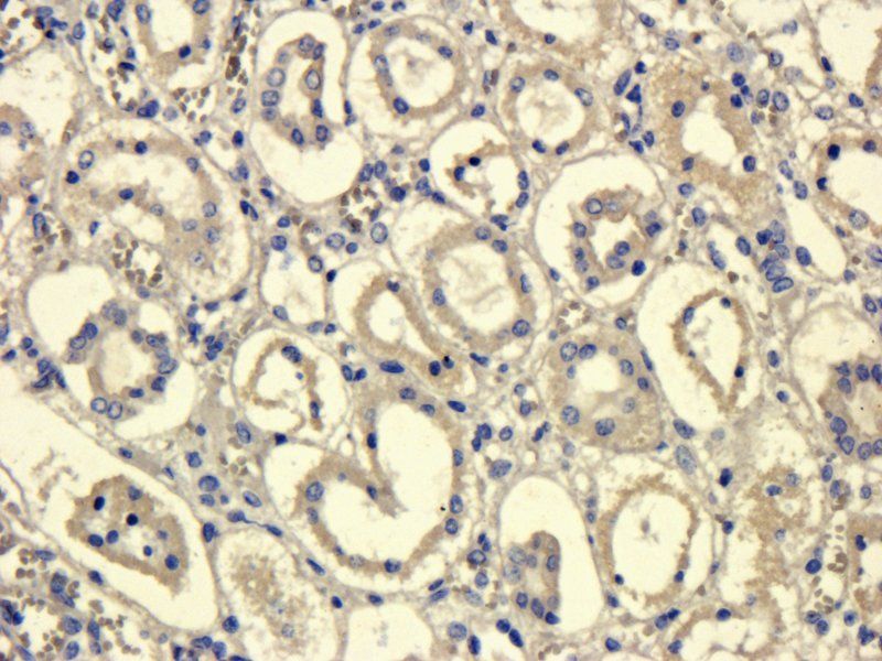 MCP3 Rabbit Polyclonal Antibody