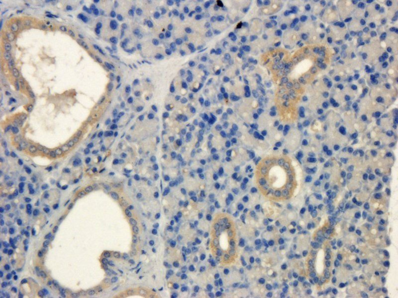 MCP5 antibody