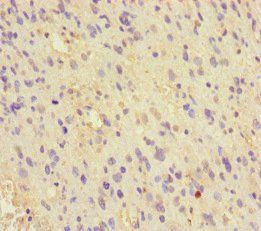 MCRS1 Antibody