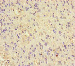 MCRS1 antibody