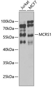 MCRS1 antibody