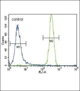 MCSF Receptor antibody