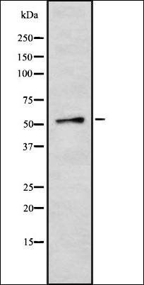 MCT12 antibody