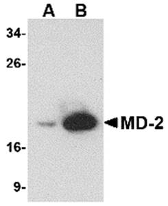 MD-2 Monoclonal Antibody